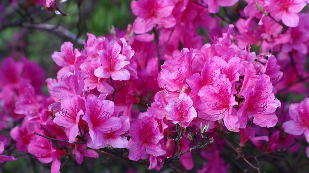 【春游江淮】桐城市唐湾镇：泛螺杜鹃开 最[00_08_24][20240426-123738].jpg