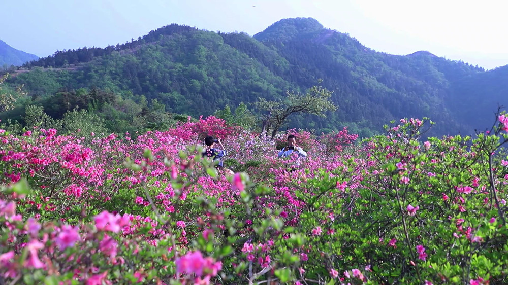 【春游江淮】桐城市唐湾镇：泛螺杜鹃开 最[00_10_01][20240426-123710].jpg