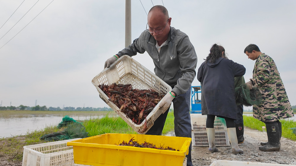 /uploads/image/2024/05/10/406c3e5ff932d6e77d469fdbfbcae870.jpg 图为村民正在用筛子筛选小龙虾.jpg