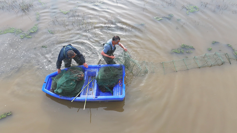 /uploads/image/2024/05/10/d3b73519de2f9f237da3cb4440e8ba01.jpg 图为范岗镇花园村正在基地中起龙虾.jpg