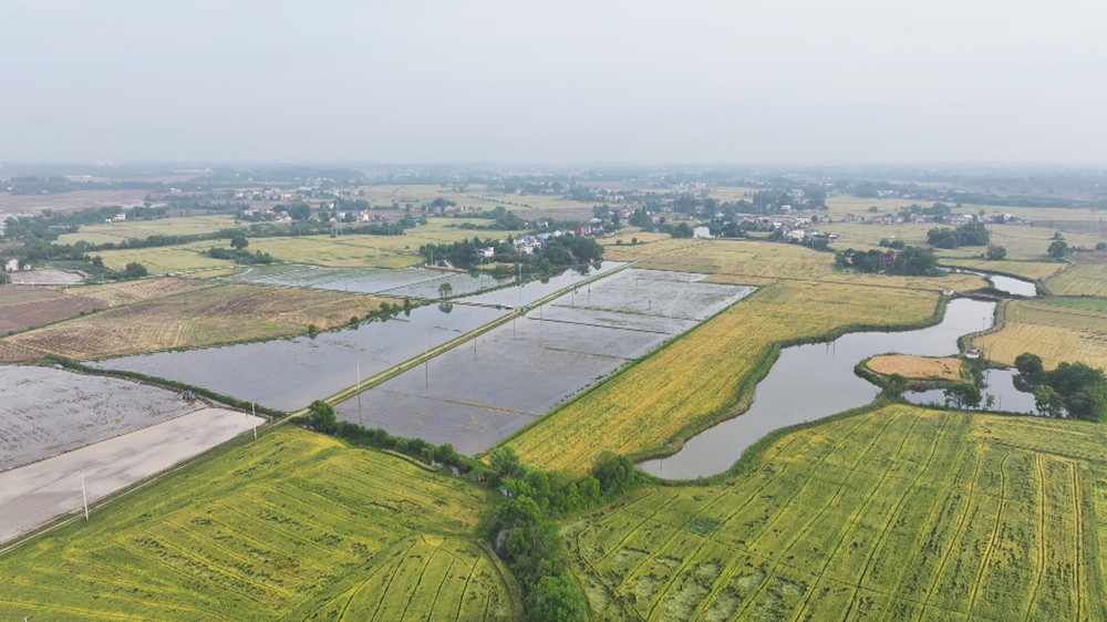 /uploads/image/2024/05/10/1b3d2877636336f2ec9dad5f0dc1bbf7.jpg 图为范岗镇花园村的“稻虾共养”基地1.jpg