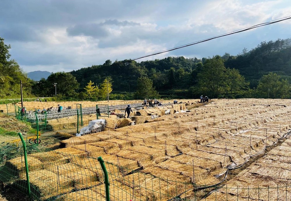 /uploads/image/2024/05/12/232f1e4dd2af528f818d965b5c1d2cf9.jpg 图3.产业发展模式:黄甲镇向阳村农户正在铺菌棒_副本.jpg