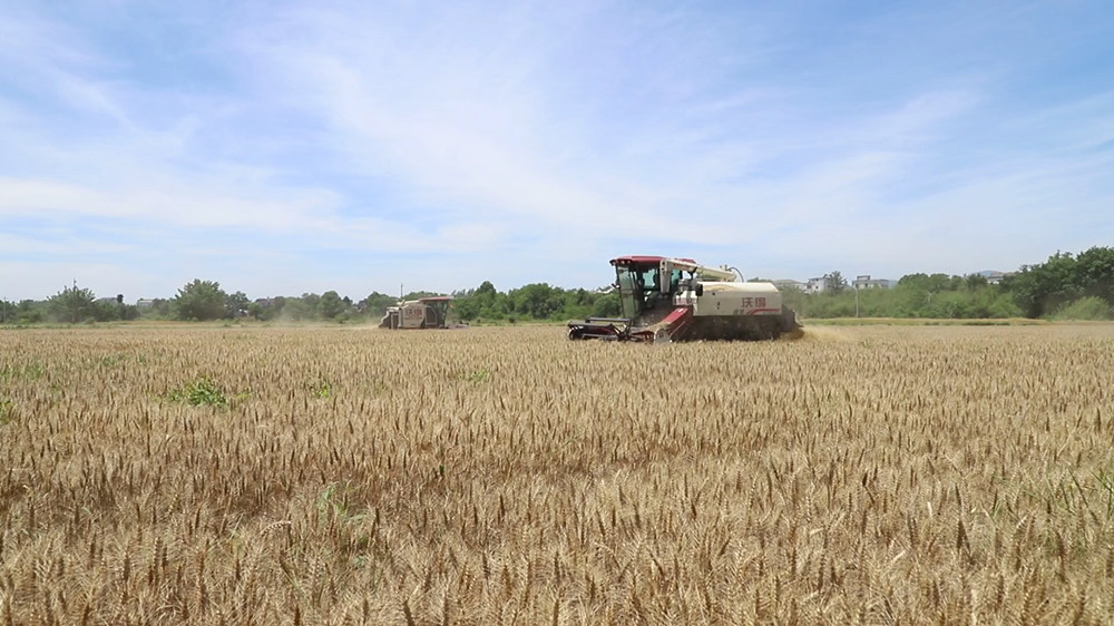 安徽桐城：机械助力喜迎丰收 14万亩小麦[00_09_52][20240516-163746].jpg