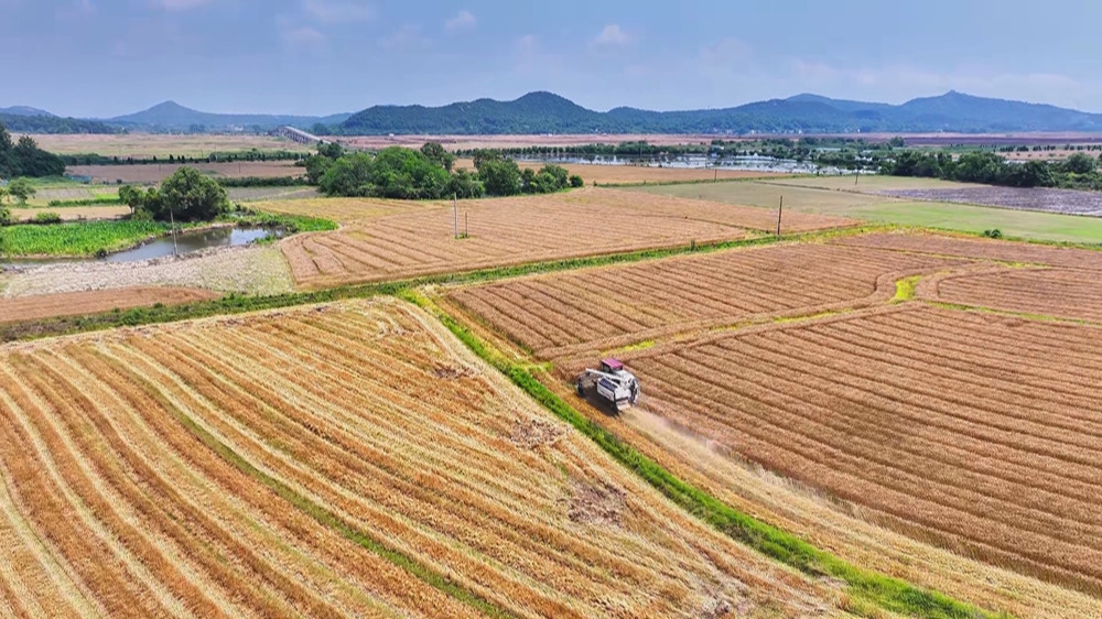 /uploads/image/2024/05/24/ba19c4bf1262bb3ad25bfffeb90aa704.jpg 小麦(1).jpg