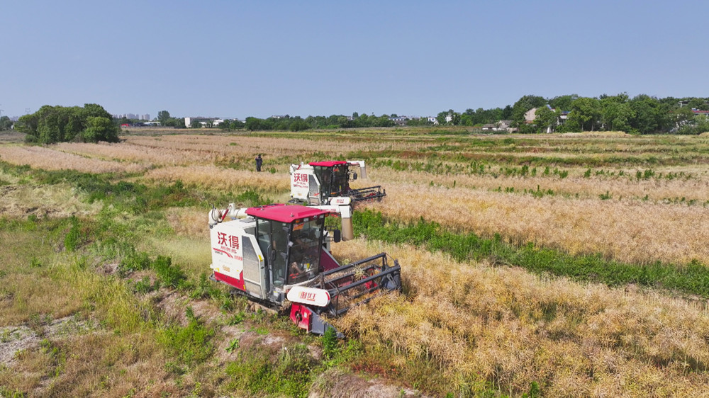 /uploads/image/2024/05/24/c50aff425861955305f53057a3dd7959.jpg 图为两台新型联合收割机正在田间来回穿梭,抢收油菜。.jpg