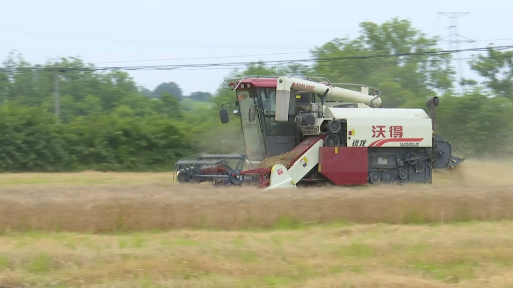 /uploads/image/2024/05/24/80163368dfd8d10f1f2cbbb60d3c709f.jpg 小麦.jpg