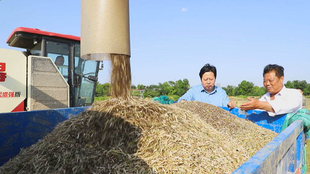 /uploads/image/2024/05/24/a9bb8e9cfd269745c34770de5ae38210.jpg 图为农技人员正在田间指导种植大户开展油菜机收1。.jpg