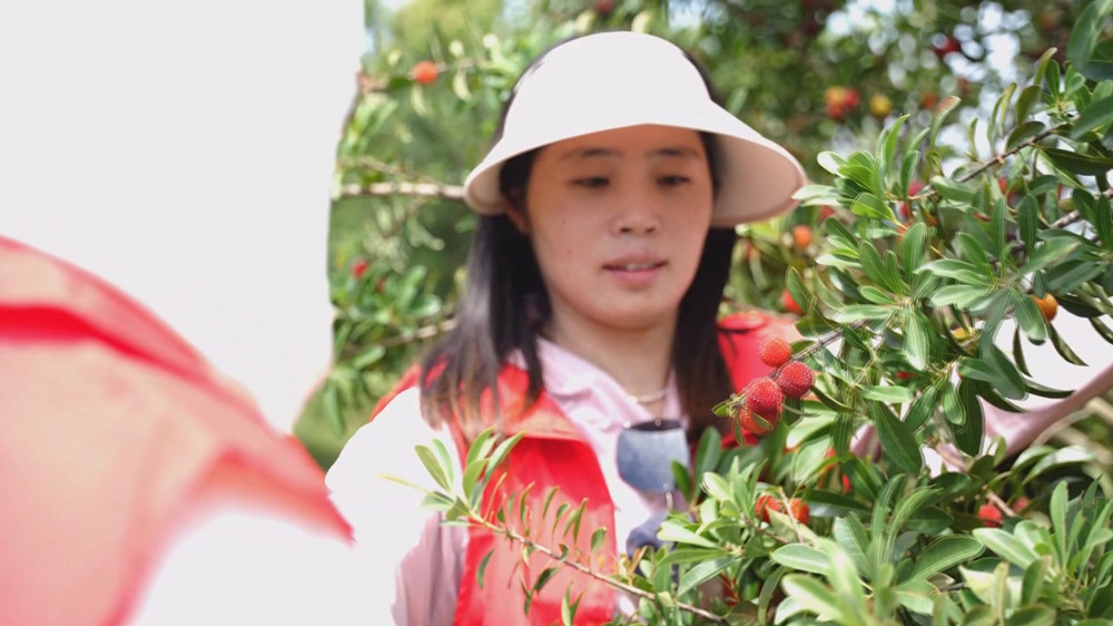 /uploads/image/2024/06/05/43a24b2c09423746cc354b4120beb536.jpg 杨梅(3).jpg