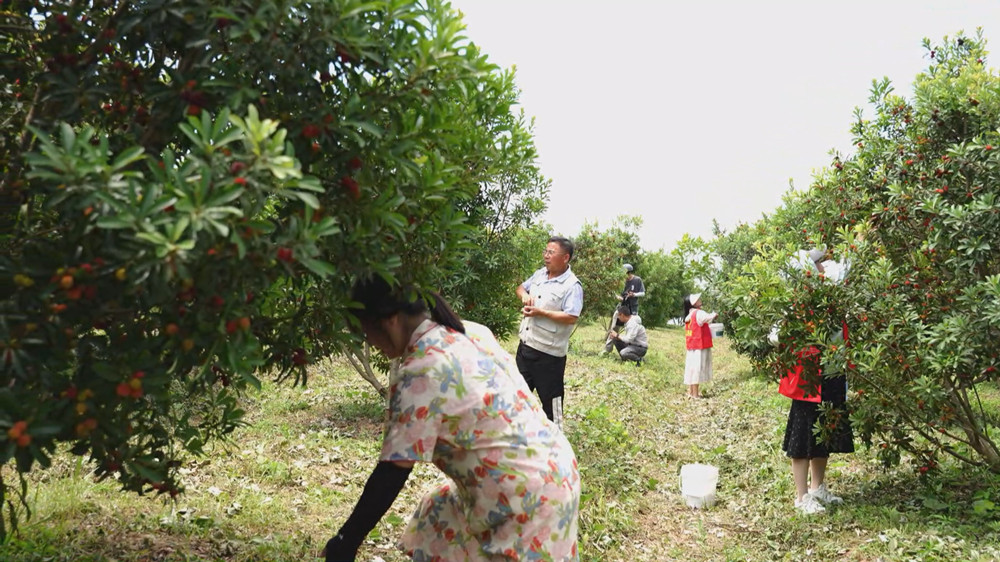 /uploads/image/2024/06/05/47a3f134882d35525a813854d55e2f9e.jpg 杨梅.jpg