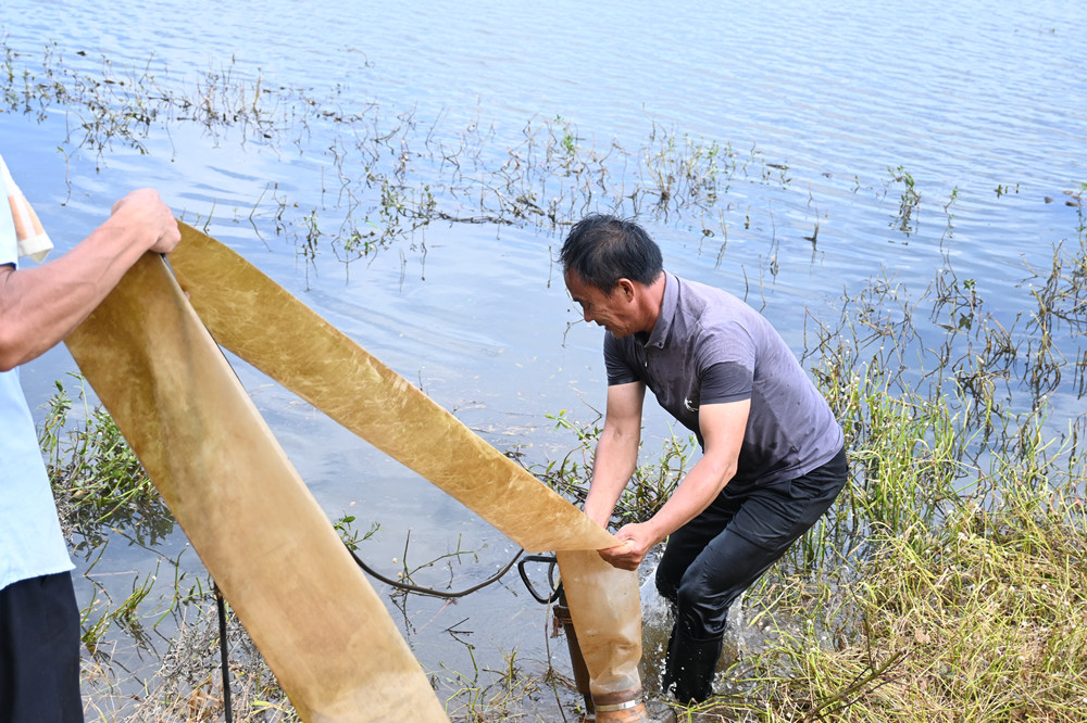桐城青草镇_稻虾种养基地灾后复产有序推进.JPG