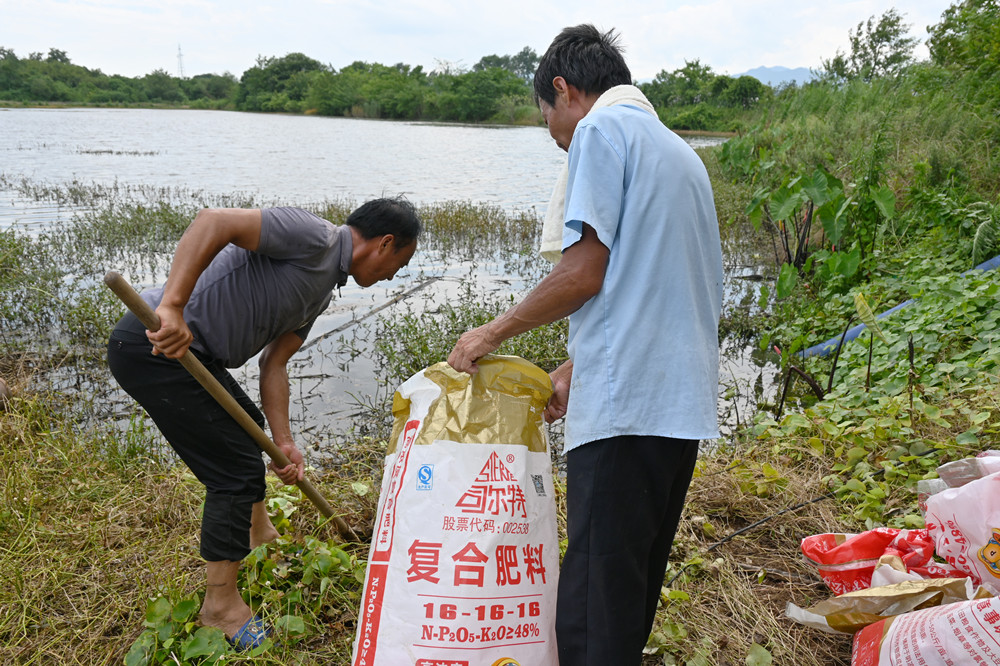 桐城青草镇_稻虾种养基地灾后复产有序推进 (1).JPG