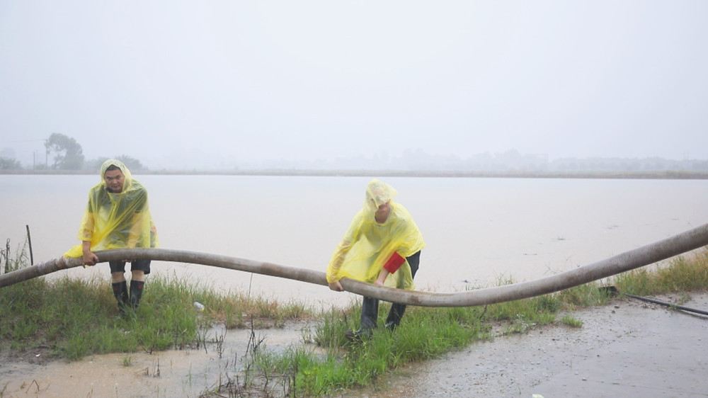 /uploads/image/2024/07/15/47f75fbcd5d87244e705f74614a84568.jpg 图为双港镇镇村干部正深入田间地头帮助农户架设水管抽排积水。.jpg