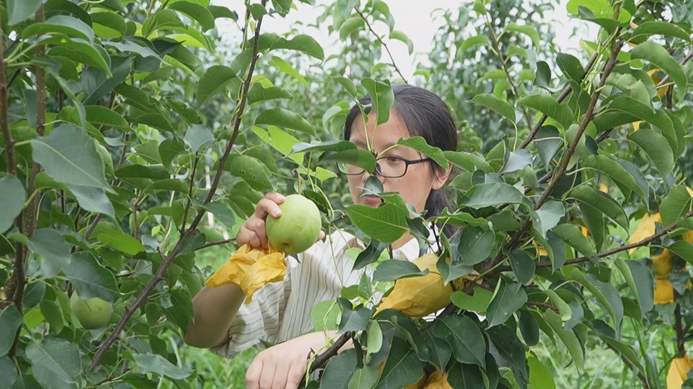 /uploads/image/2024/07/18/0418958044135f72075f0eca857dea15.jpg 翠冠梨 (1).jpg