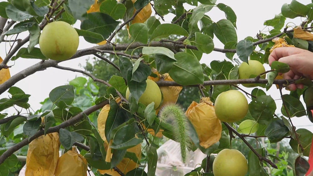 /uploads/image/2024/07/18/5de195c08d582a1b7214f8fc8bb8eb28.jpg 翠冠梨.jpg