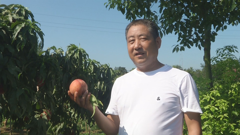 /uploads/image/2024/08/02/cfbf96fde66bd03406a75e27ae8f7d7c.jpg 游客展示采摘的黄桃.jpg