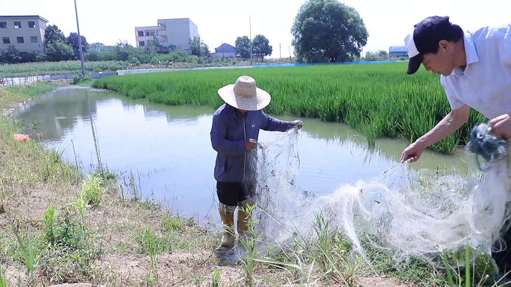 安徽桐城：探索“稻鳖共养”模式 生态经济[00_03_30][20240809-092933].jpg