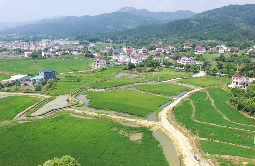 安徽桐城：探索“稻鳖共养”模式 生态经济[00_00_56][20240809-092852].jpg