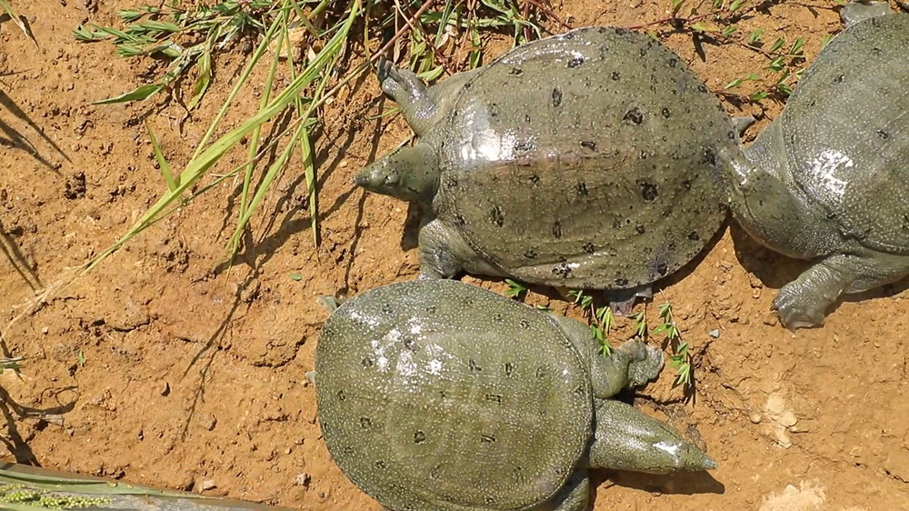 安徽桐城：探索“稻鳖共养”模式 生态经济[00_07_35][20240809-093011].jpg
