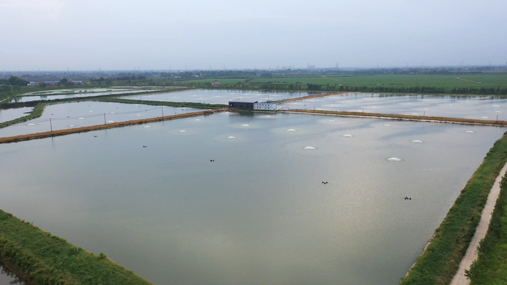 安徽桐城： 现代化养殖鮰鱼 探索致富道路[00_01_31][20240814-110033].jpg