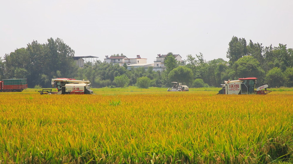 图为种粮大户组织的收割机正在来回穿梭收割水稻4.jpg