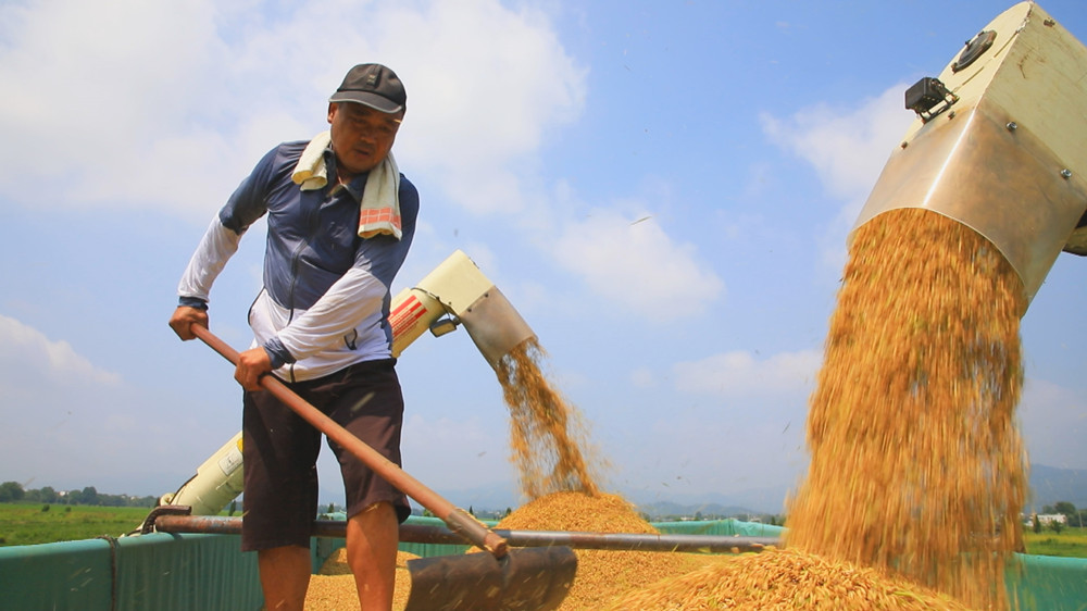 图为收割机正在向运输车卸下刚刚收割上来的稻谷3.jpg