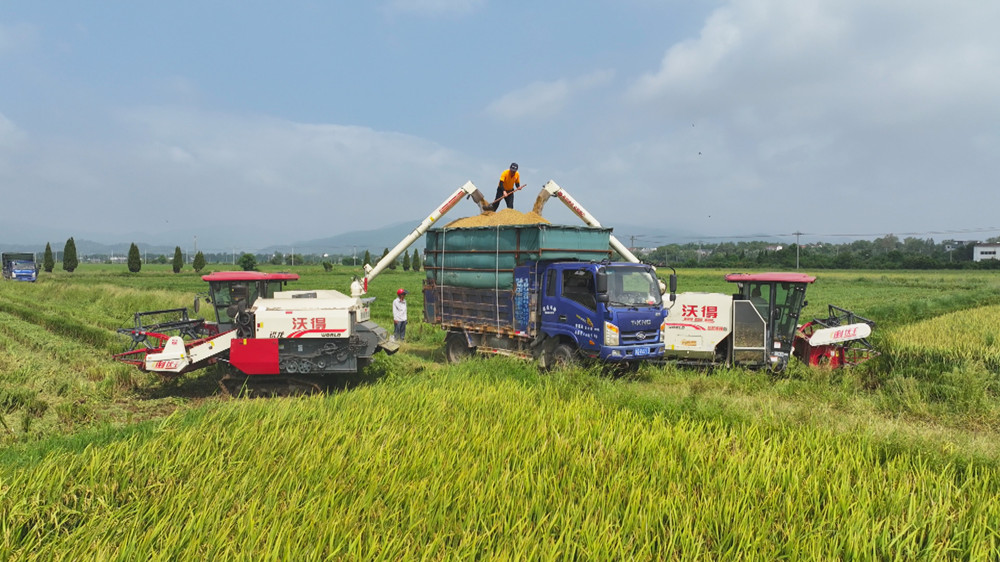 图为收割机正在向运输车卸下刚刚收割上来的稻谷.jpg