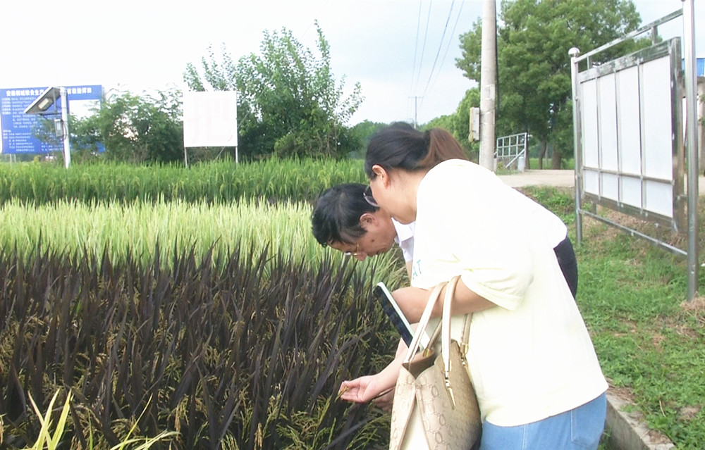 /uploads/image/2024/08/26/ec9d0fa5b3a1b7606a473fd47d173645.jpg 12.jpg