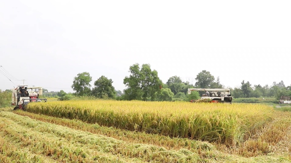【中国农民丰收节】安徽桐城：秋风起稻谷香[00_03_22][20240920-155816].jpg