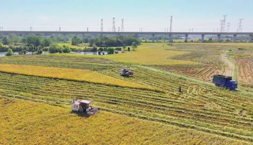 水稻收割 (2).jpg