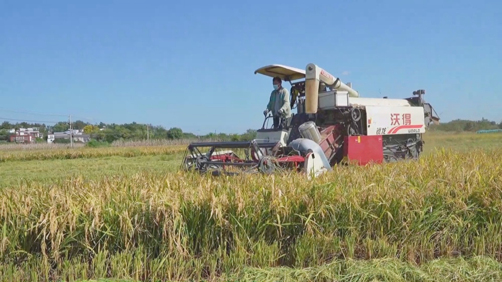 水稻收割.jpg