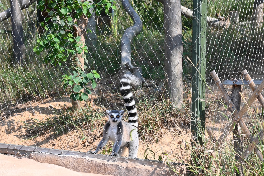 /uploads/image/2024/09/29/5c9cf88792ca0034ec53672fe428f42e.jpg 桐城动物园(2)_副本.jpg