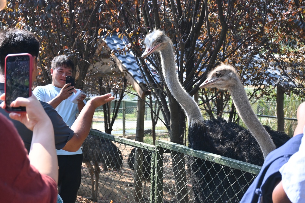 /uploads/image/2024/09/29/a467045c0a297418a4c3089c6bf3e8e7.jpg 桐城动物园_副本.jpg