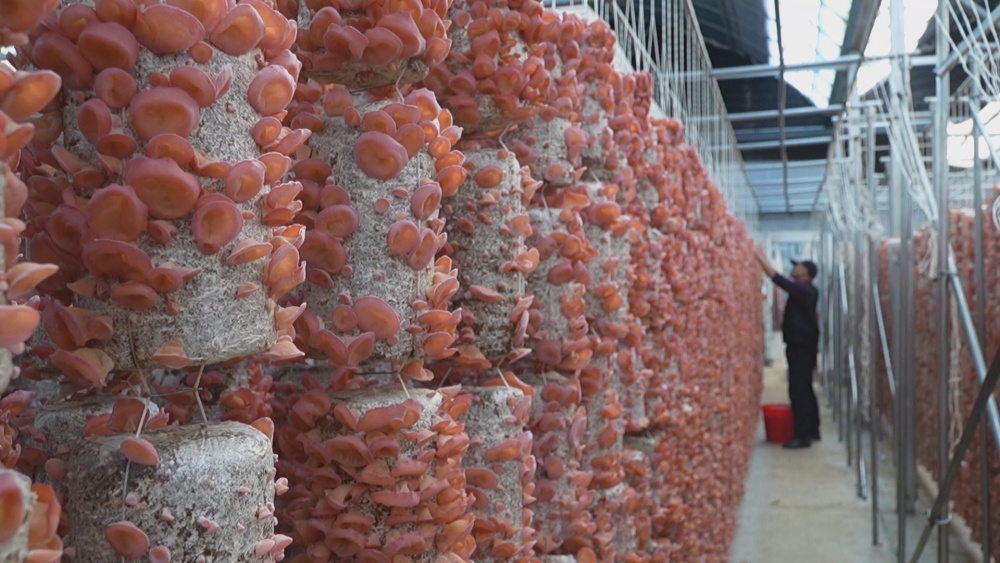 /uploads/image/2024/10/09/d891a0da0fcef51650c6c80e9744b083.jpg 木耳(1).jpg