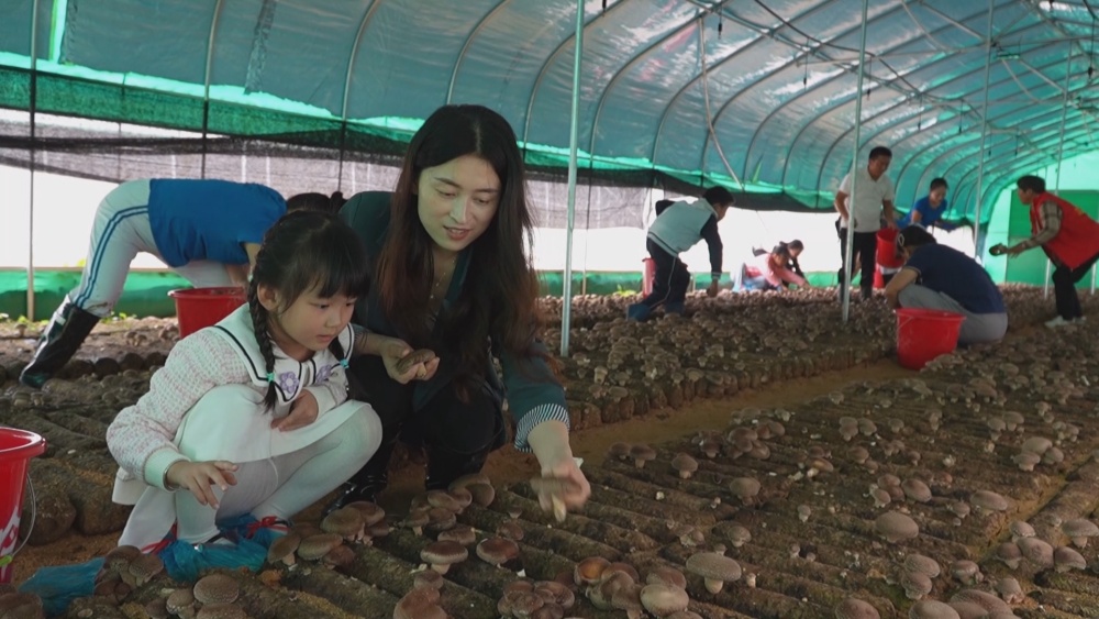 /uploads/image/2024/10/14/a0ee53abe3b440c35d3474c1cf3e2f94.jpg 国香菇.jpg