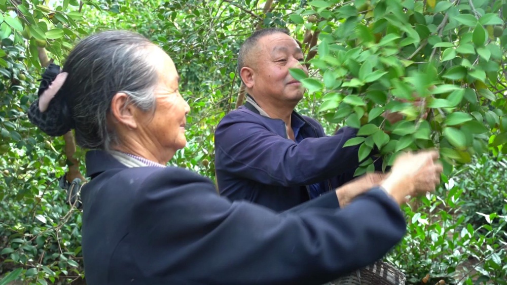 /uploads/image/2024/10/15/aac197488ece6386c7beca4f8f447830.jpg 唐湾镇油果(1).jpg