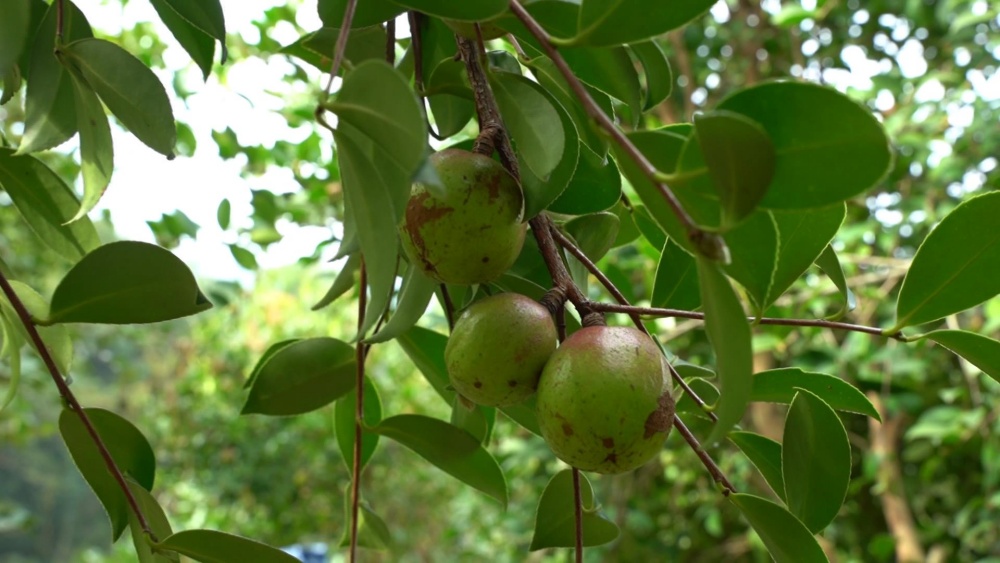 /uploads/image/2024/10/15/981b5488e8cd3e864ce4b79c51966d14.jpg 唐湾镇油果.jpg