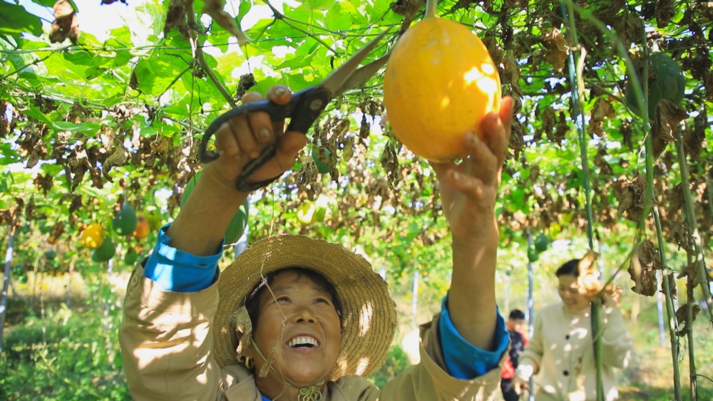 图为村民们正在基地里采摘瓜蒌1.jpg