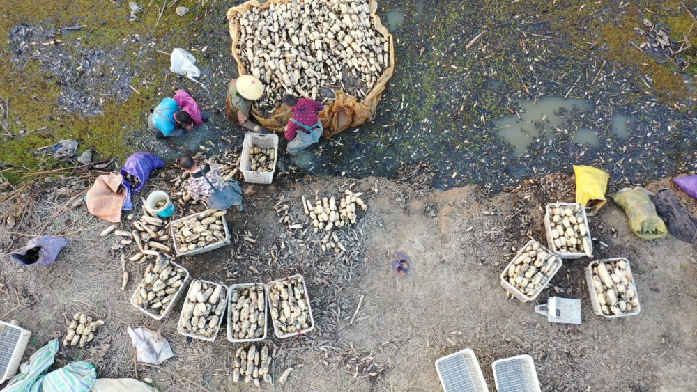 安徽桐城：千亩莲藕喜丰收 村民塘边“淘金[00_00_22][20241106-153833].jpg