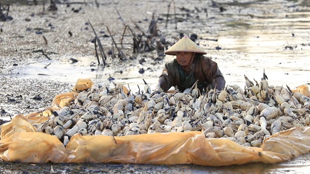 安徽桐城：千亩莲藕喜丰收 村民塘边“淘金[00_04_47][20241106-153648].jpg