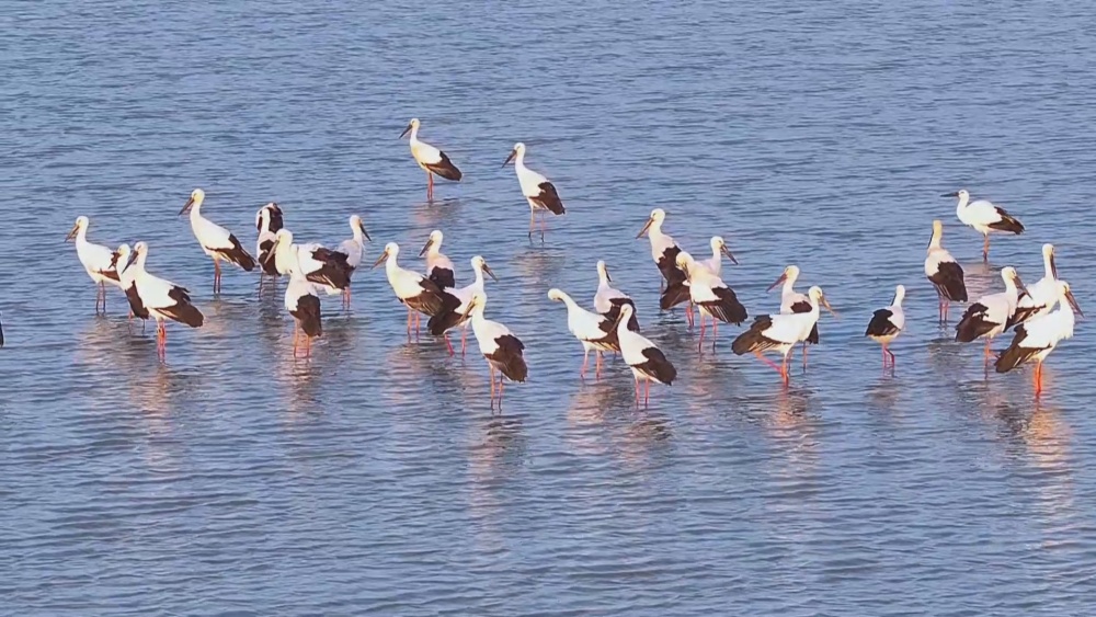 /uploads/image/2024/11/06/40841c463ff5c57b1b1890d58f5c1ab5.jpg 候鸟(1).jpg