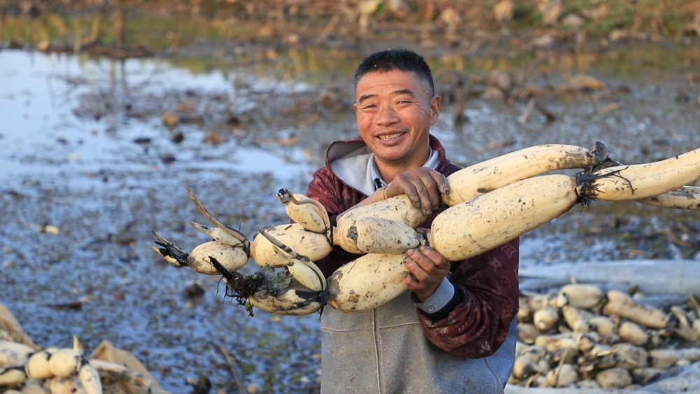 安徽桐城：千亩莲藕喜丰收 村民塘边“淘金[00_06_20][20241106-153754].jpg