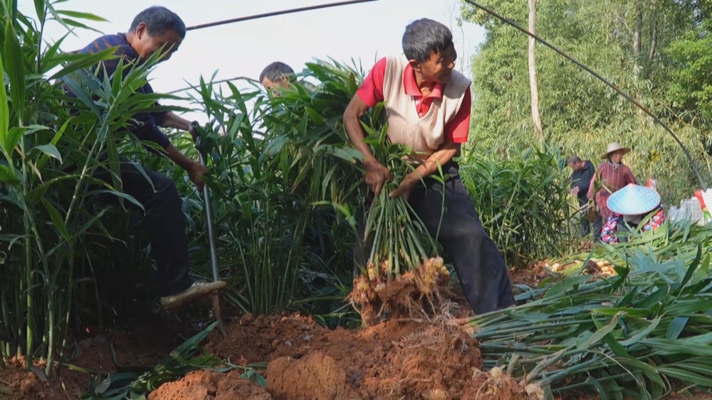 /uploads/image/2024/11/13/17ea3009469f834093d02f041721ffd7.jpg 生姜(1).jpg