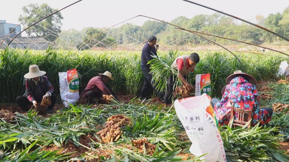 /uploads/image/2024/11/13/b94f4102c0427e60175bf8df2e4ed300.jpg 生姜.jpg