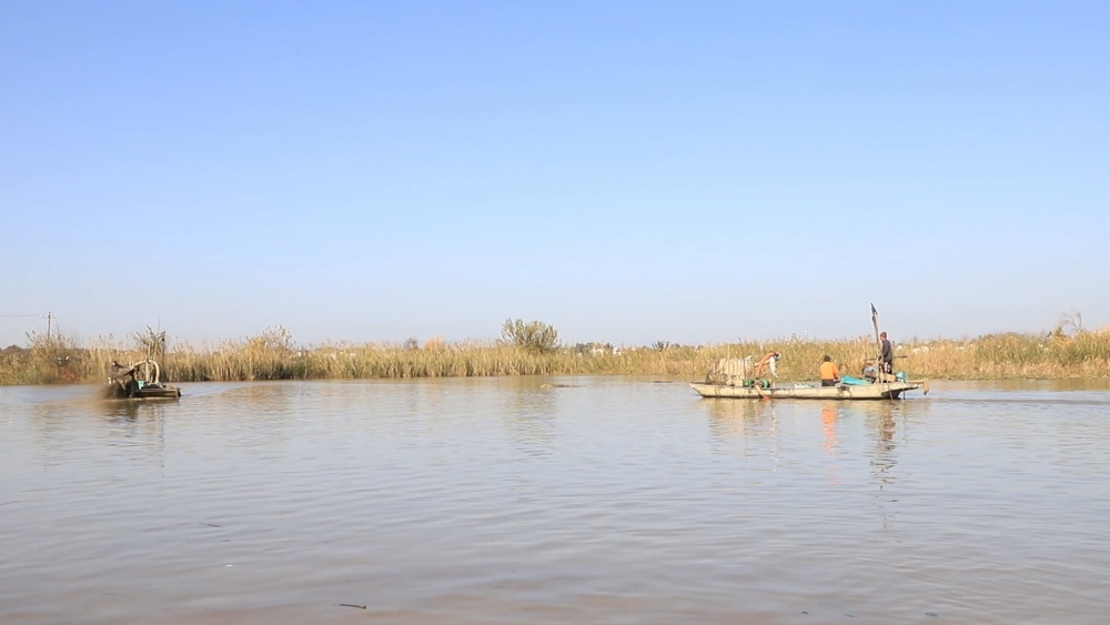 安徽桐城：千亩芡实喜丰收 机械助力采收忙[00_02_23][20241128-153441].jpg