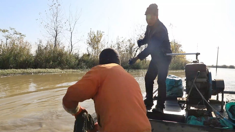 安徽桐城：千亩芡实喜丰收 机械助力采收忙[00_03_58][20241128-153517].jpg