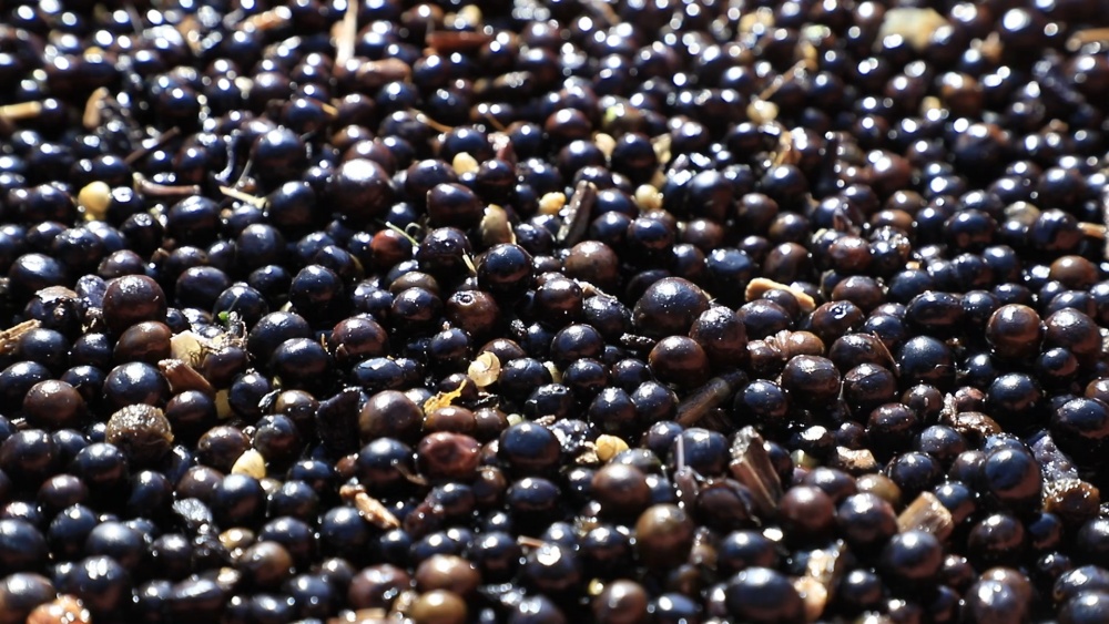 安徽桐城：千亩芡实喜丰收 机械助力采收忙[00_05_34][20241128-153506].jpg