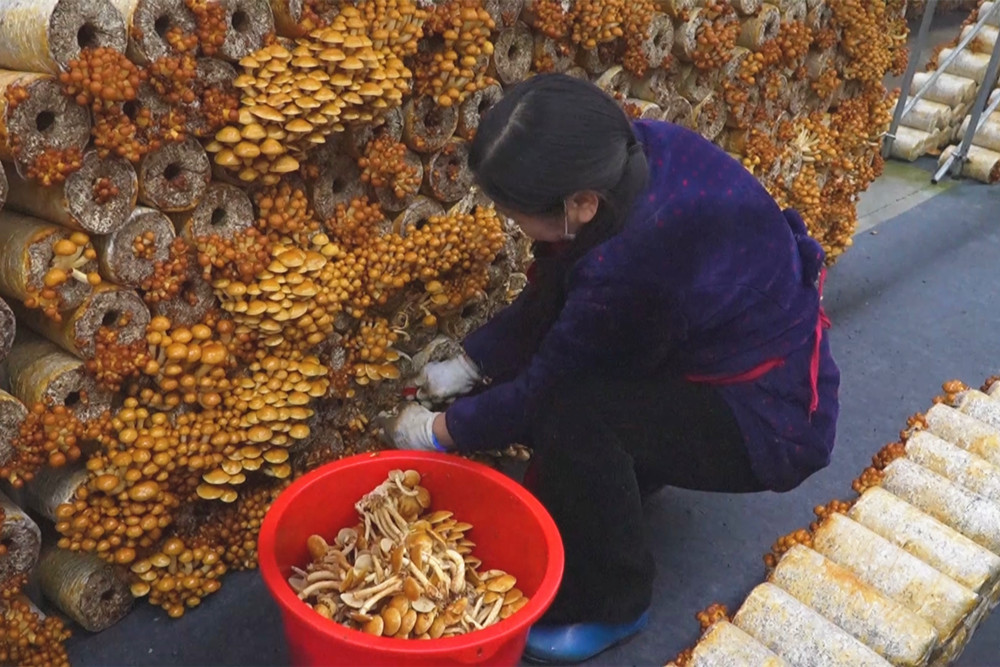 /uploads/image/2024/12/16/b0fcc7b2c77cd596f18e27fab101ad4b.jpg 4.jpg