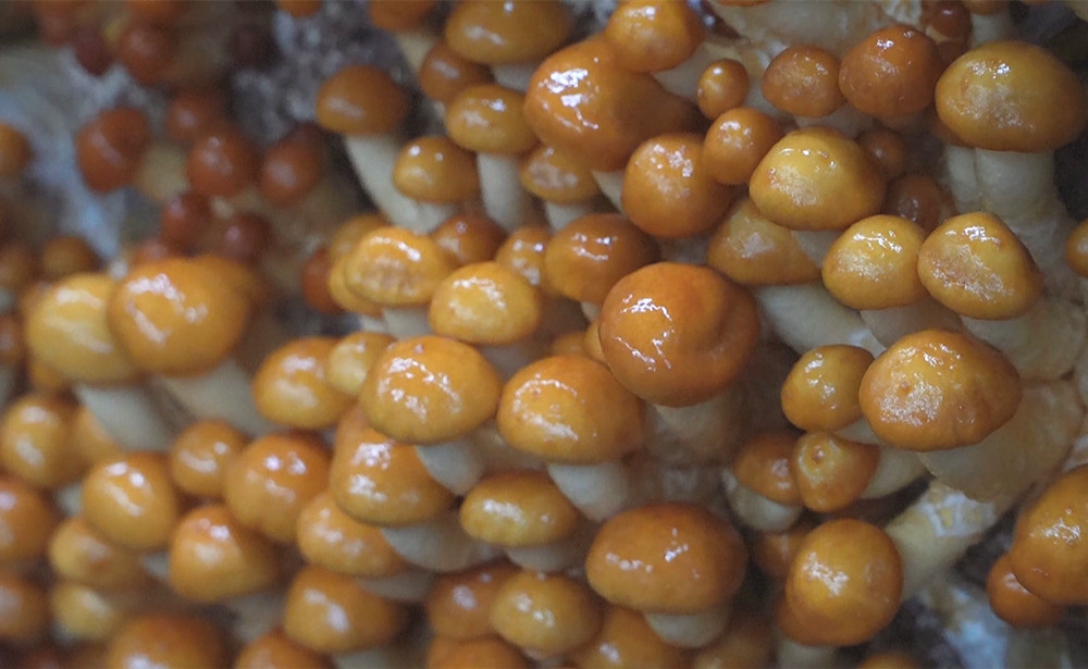 /uploads/image/2024/12/16/f85fb7e378fb9c0d89c4058785277f55.jpg 3.jpg