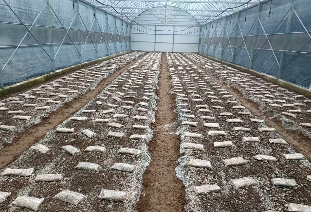 /uploads/image/2024/12/20/b3cff786f06797859024c901cb73e3c4.jpg 7.jpg