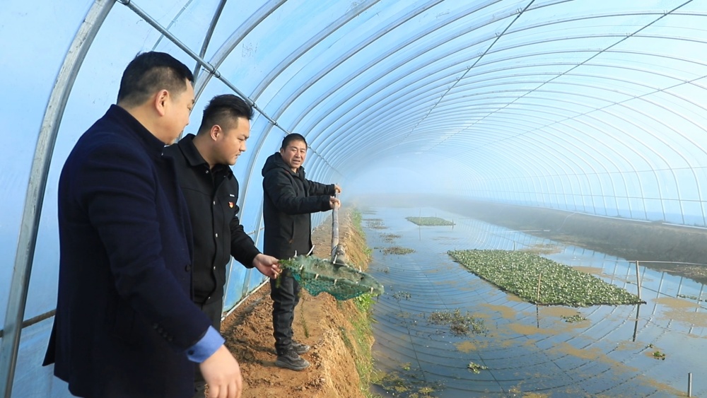 安徽桐城：培育“工厂化” 龙虾产业按下“[00_08_46][20241223-101453].jpg